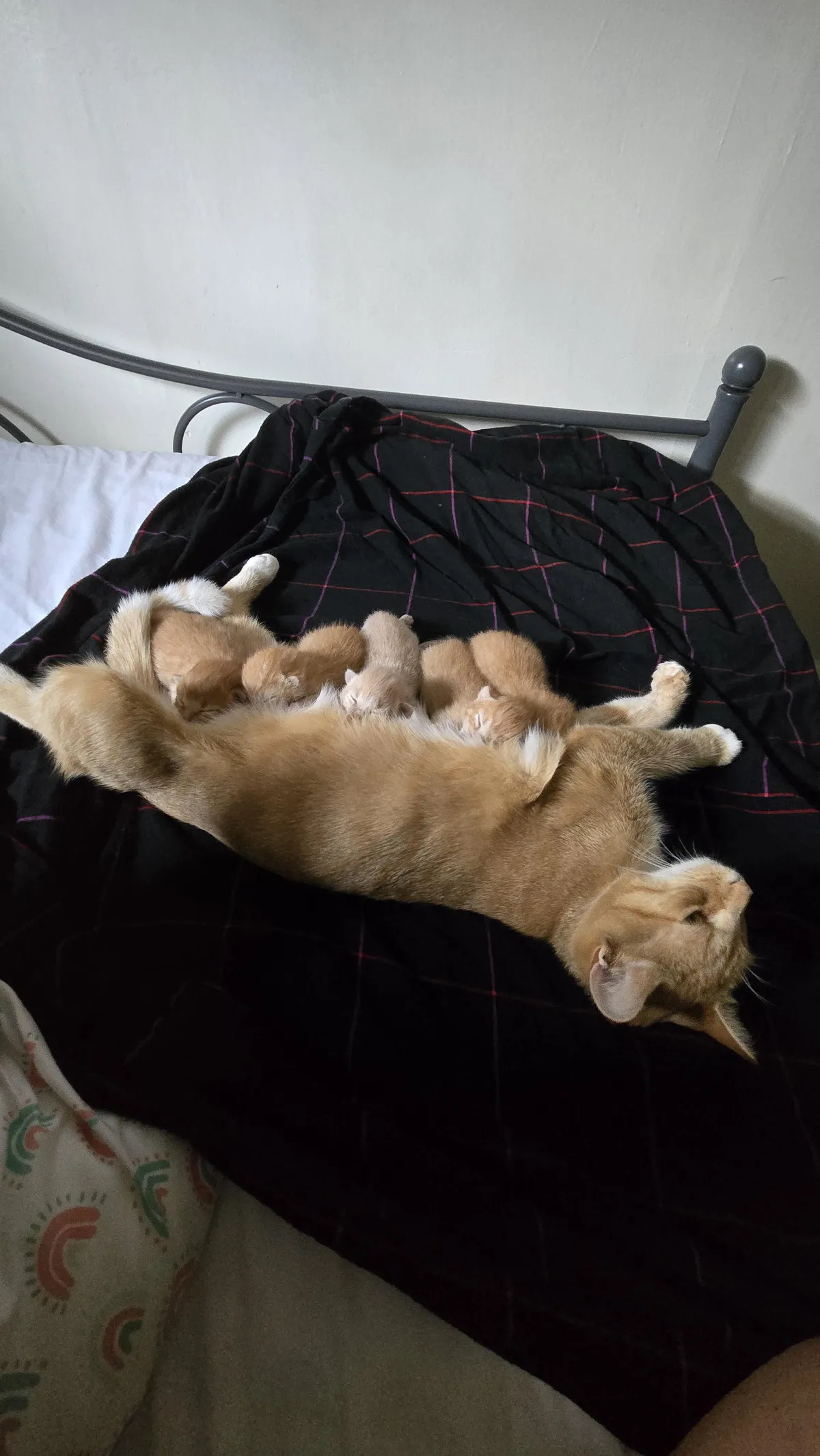 Question: Woke up to cat nursing on my feet this morning. Would enclosing them for the night be okay? 😐