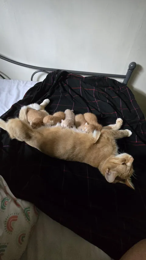 Question: Woke up to cat nursing on my feet this morning. Would enclosing them for the night be okay? 😐