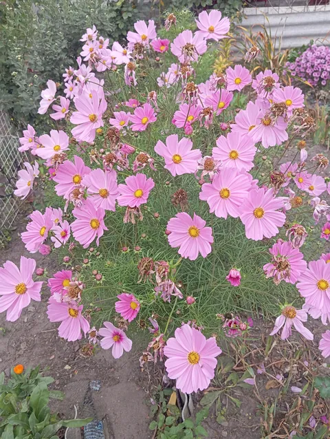 Cosmos in October