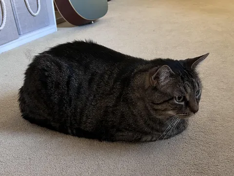 Show me your best loaf!