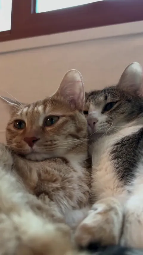 Meet Yawn &amp; Chew. Chewy was basically named after them.