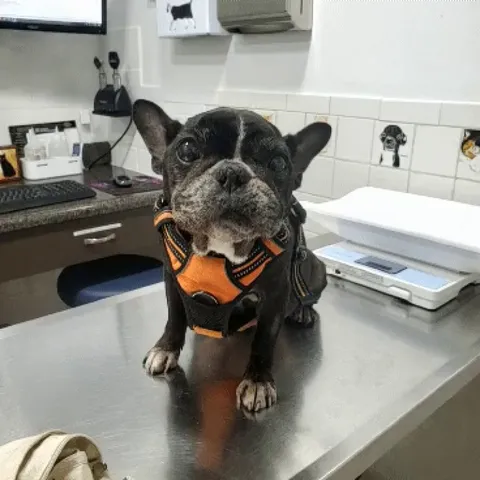 My girl recovering after her birthday stroke. A true fighter and rare pupper indeed