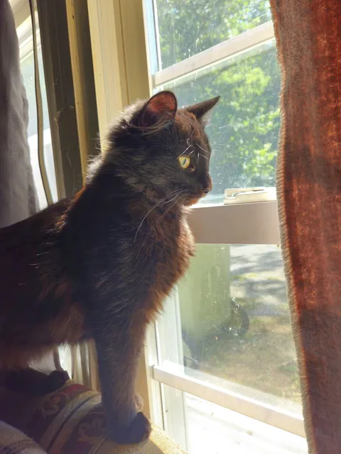 Sad day today, R.I.P Robin.