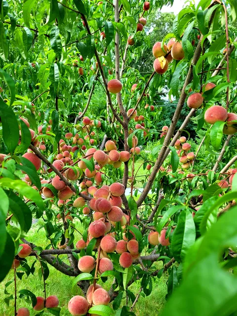 It's a good year for peaches.