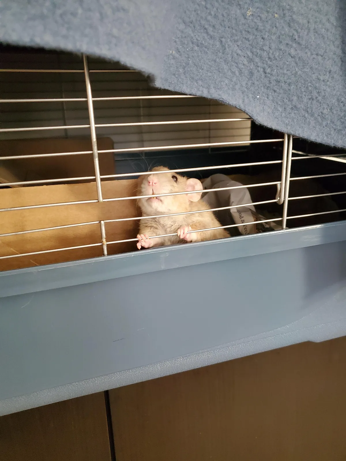 Daisy is in prison while the house movers are here