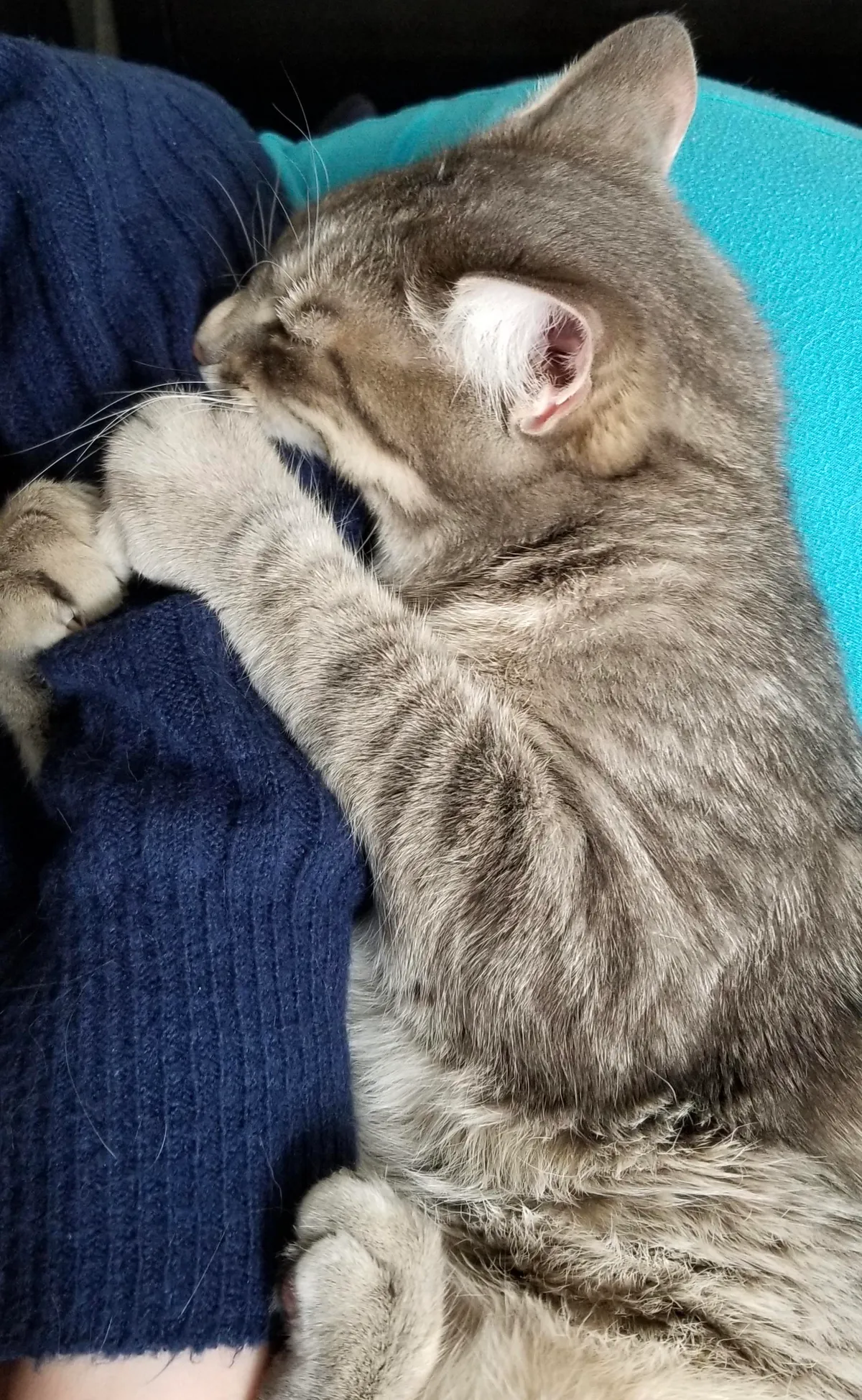 He actually fell asleep like this, with his mouth fully around my daughter’s arm and claws dug in. If she moved, he woke briefly to tighten his grip.