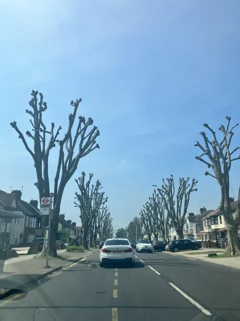 What is the purpose of completely cutting all the branches off these tree trunks?