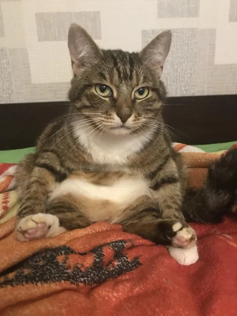 Why does my cat always sit like this?