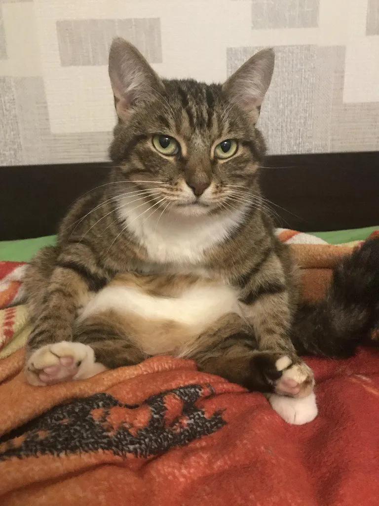 Why does my cat always sit like this?