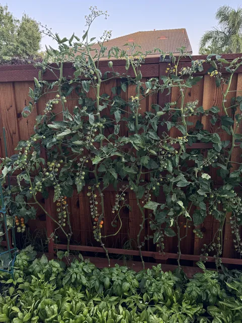 First year gardening in a backyard, loving it so far!