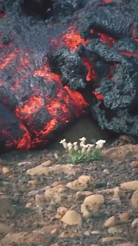 🔥 The last moments of mountain flowers