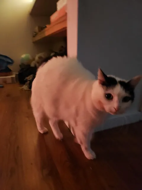 Is it bad to kiss cats with lipstick on