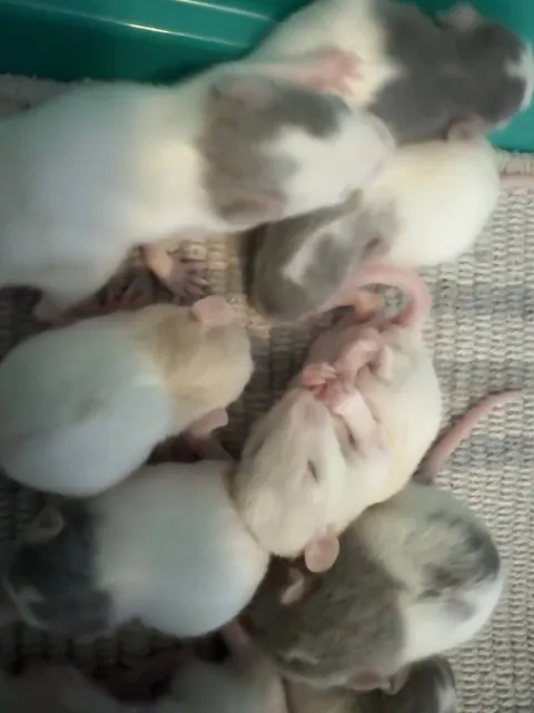 Babies have opened their eyes!