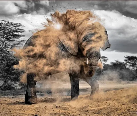 🔥 Dust bath at Umani Springs in Kibwezi Forest. Photo by Maria José Ibárgüen