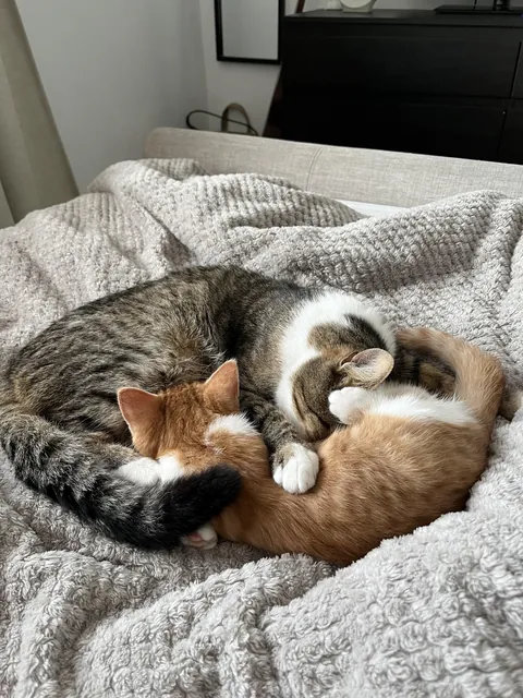 Resident cat less cuddly with me since new kitten