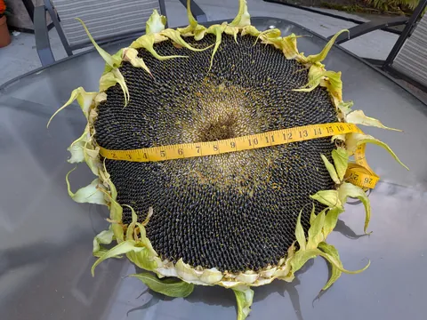 I cut off my mammoth sunflower head today. I think it was as big as it was going to get.
