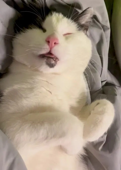 I call it sleep blepnea! I’ve never had a pet that slept this adorably this regularly.