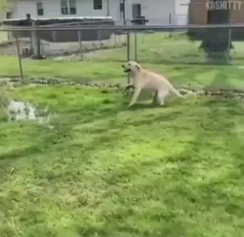 Blind dog discovers a puddle