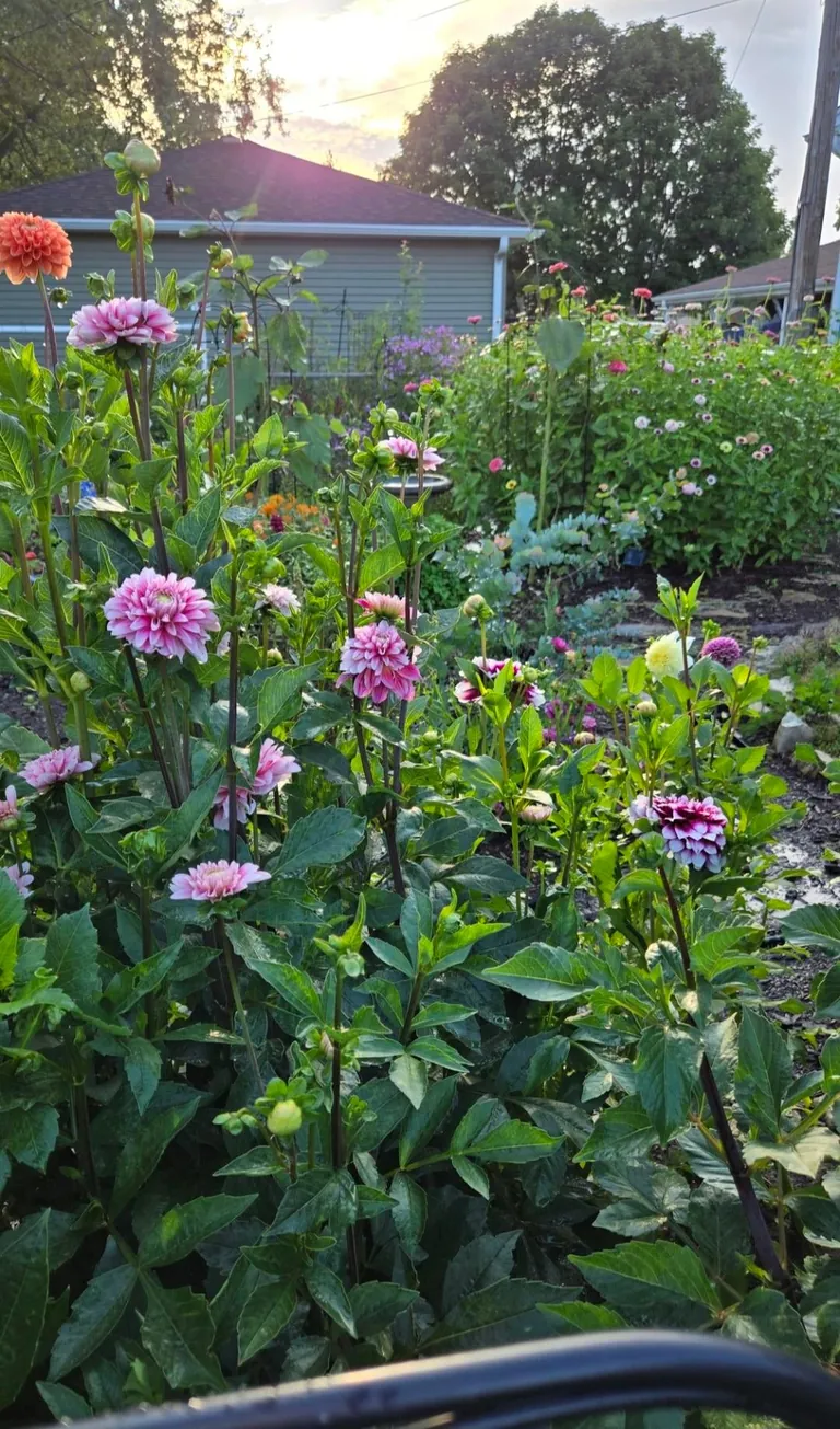 Transformed a small space behind my garage into my dream garden🌻2023 vs. 2024 