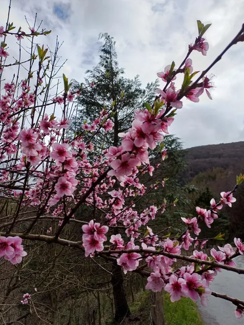 Descansa en paz Noelia