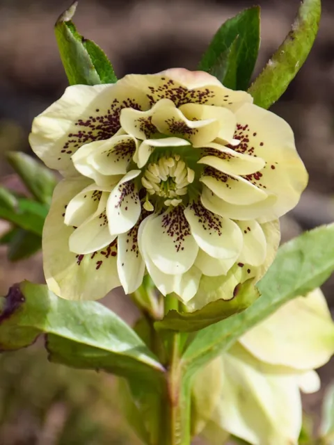Hellebores from my Serbian garden. 🌸