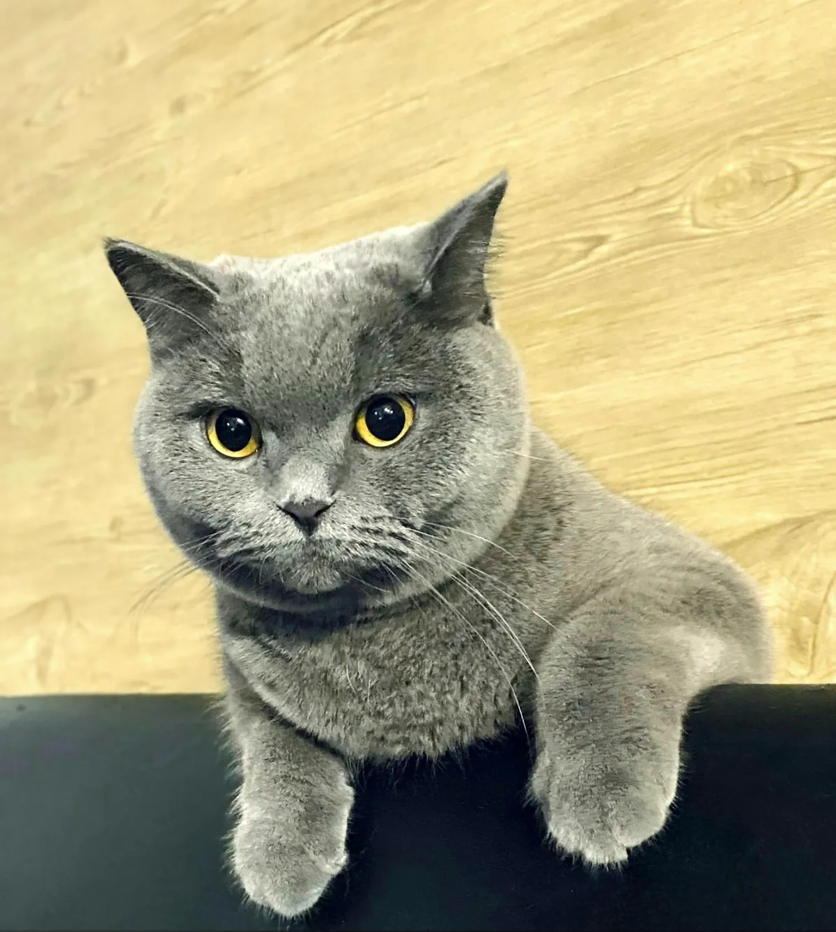 Had a bad day and didn’t want to get out of bed. She actually came to check on me.