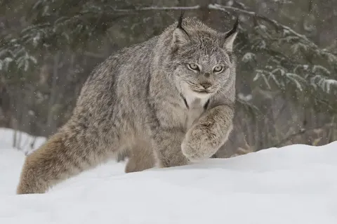 🔥Wild Lynx cat of Northern Canada