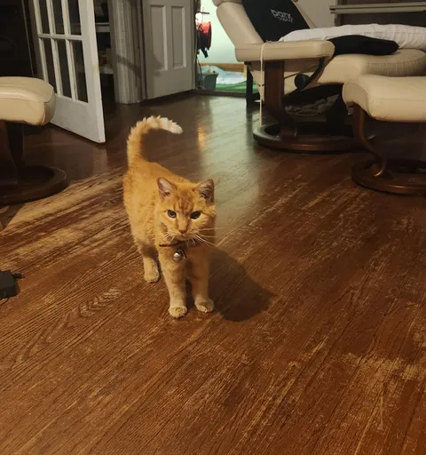 My cat is 20 years old! Pumpkin is her name