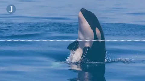 An Orca making its best attempt to mimic human speech. They don't have the physical capacity to pull it off, but they do have the brain capacity to try