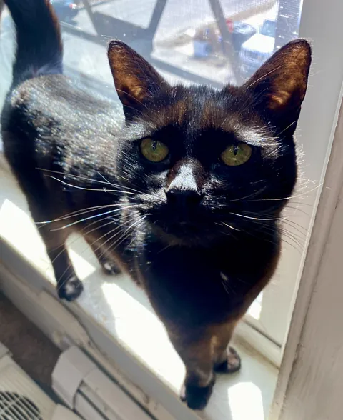 My 16yr old void, Bella getting those rays 🌞