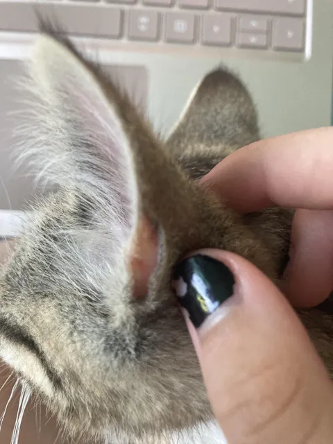 What is this on my cats ear?