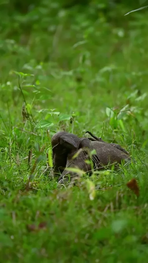 🔥An intense encounter between two Monitor Lizards