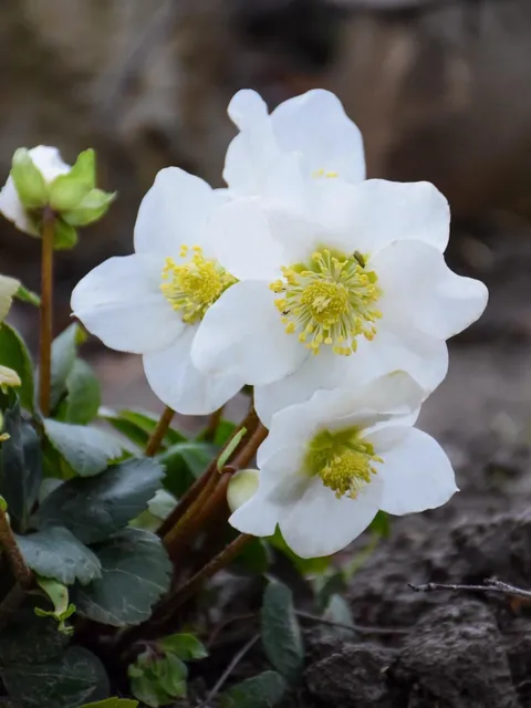 Hellebores from my Serbian garden. 🌸