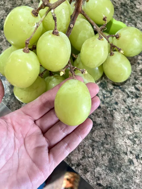 The size of these grapes I just bought