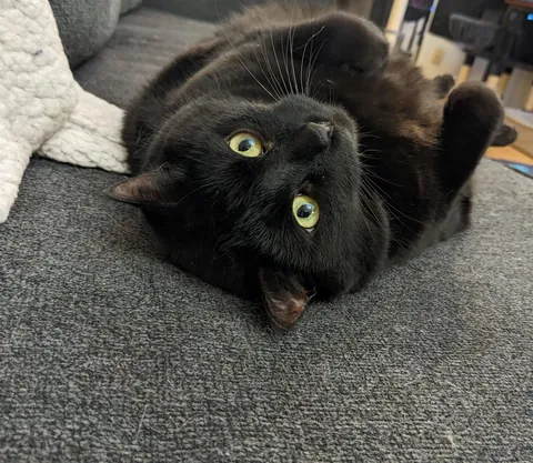 Show us your best “and they say black cats aren’t photogenic!”