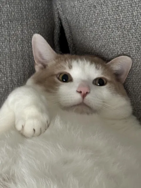 Show me that one photo of your cat you always want to show but never have any reason to 