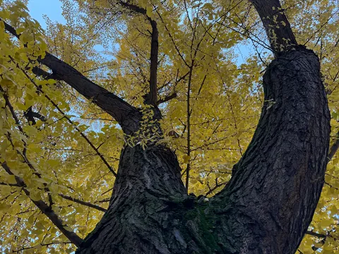 The ginkgo tree has existed for over 270 million years basically unchanged, has no living relatives (only species in its whole genus) and is completely unique in almost every way.