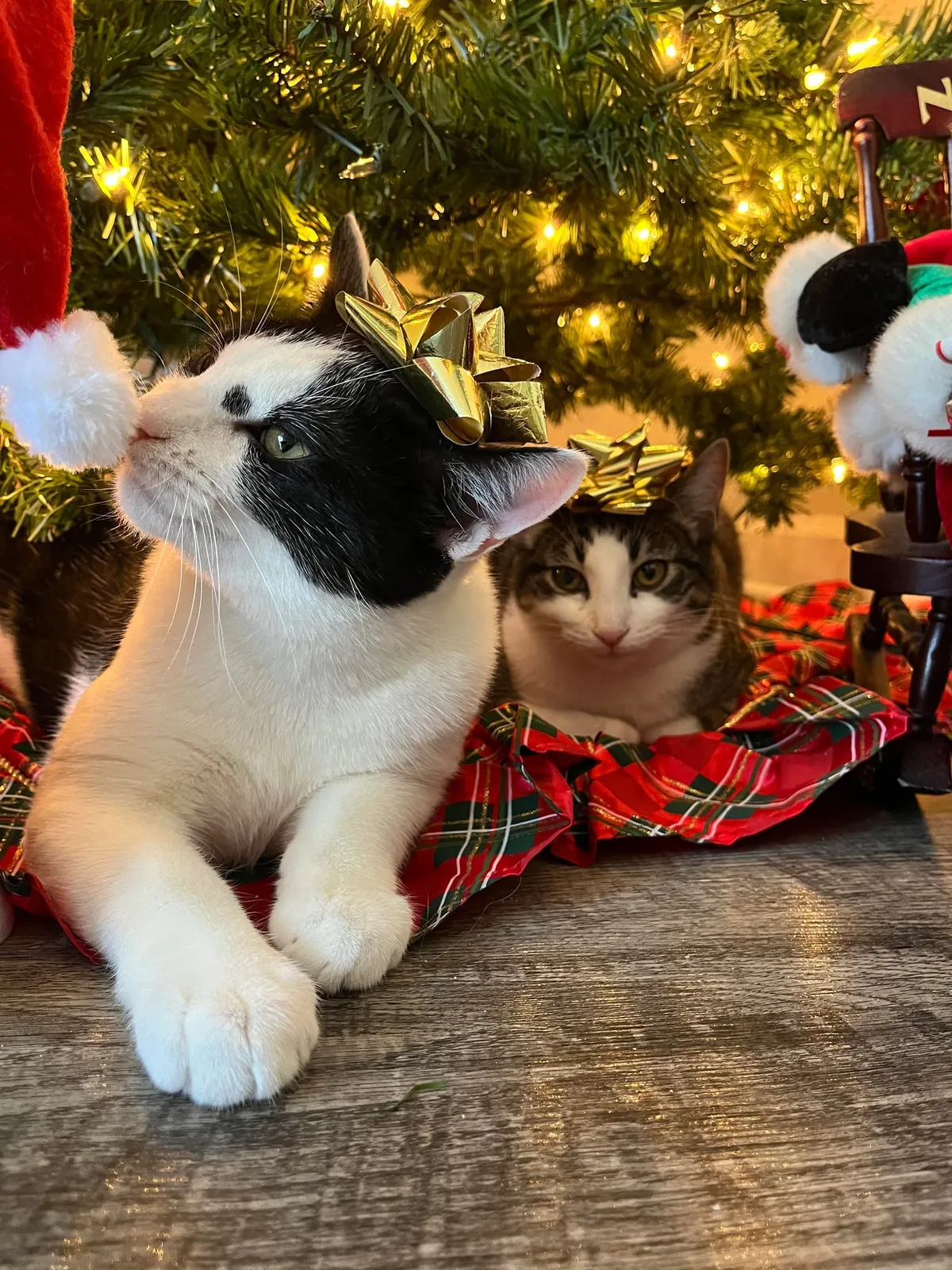 I lost my cat to a freak accident and I can't move on