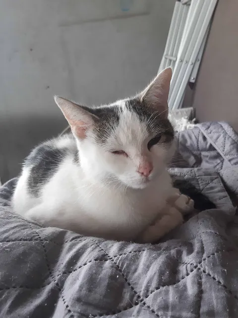 stray cat moved in and basically adopted me 😆 ♥️