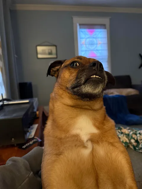 This is Fitz. He’s my wife’s dog. When she goes to work, he reminds me that I’m a poor substitute.