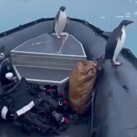 After jumping into the water, the penguin realized that his wife was not following him and came back out. Real man! 😂😂
