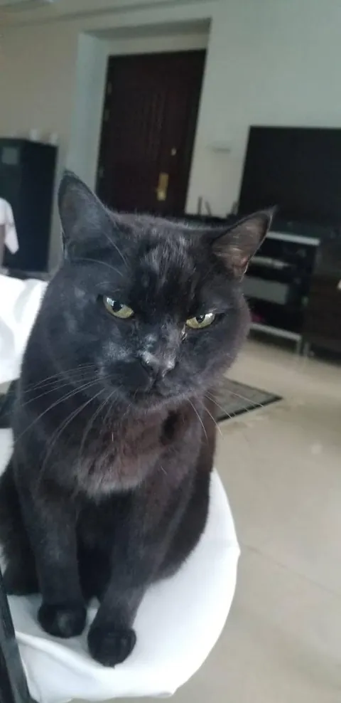 I'll miss you, sweet boy. 💔