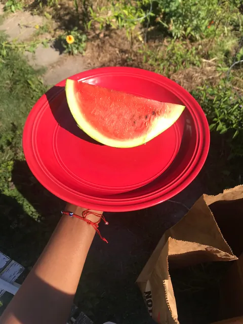 My second year growing watermelons 🍉😇