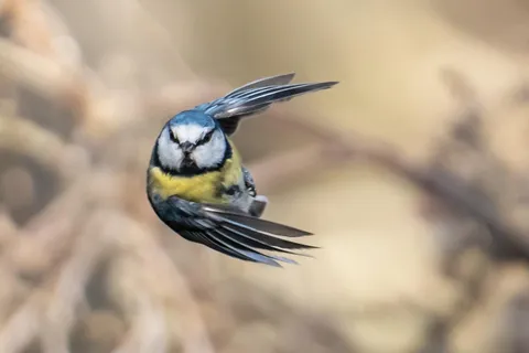 ITAP Of A Blue Tit In Flight