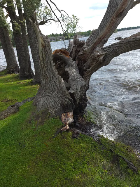 This tree has been split apart, hollowed out, battered by storms, and still refuses to stop growing. [Discussion]