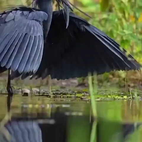 A black heron using its wings like an umbrella, creating shade to attract fish, a behavior known as “canopy feeding”.