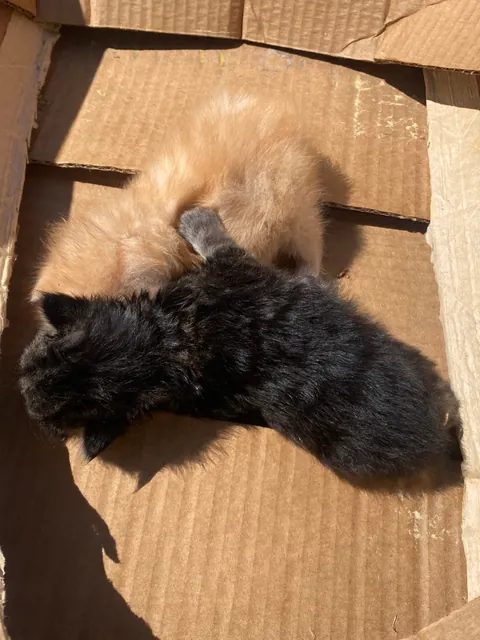 Rescued 5 Kittens!