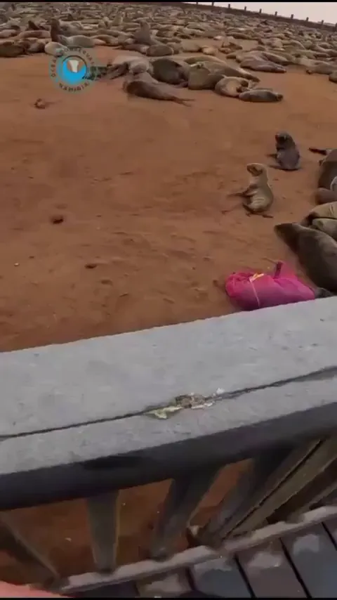 Rescuer saves seal that was wrapped up like a mummy!