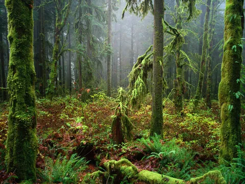 North shore forests, BC, Canada [OC][1900x1425]